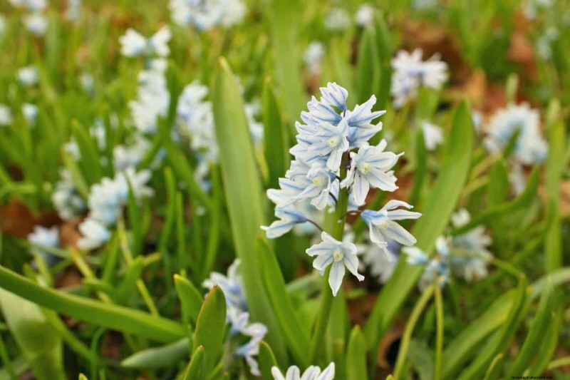 Plant Bulbs Now for a Stunning Spring Garden: Top 12 Choices