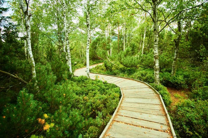 Transform Your Yard: 15 Stunning Garden Pathway Ideas