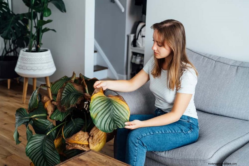 Revive Your Houseplant: A Complete Guide to Plant Rescue