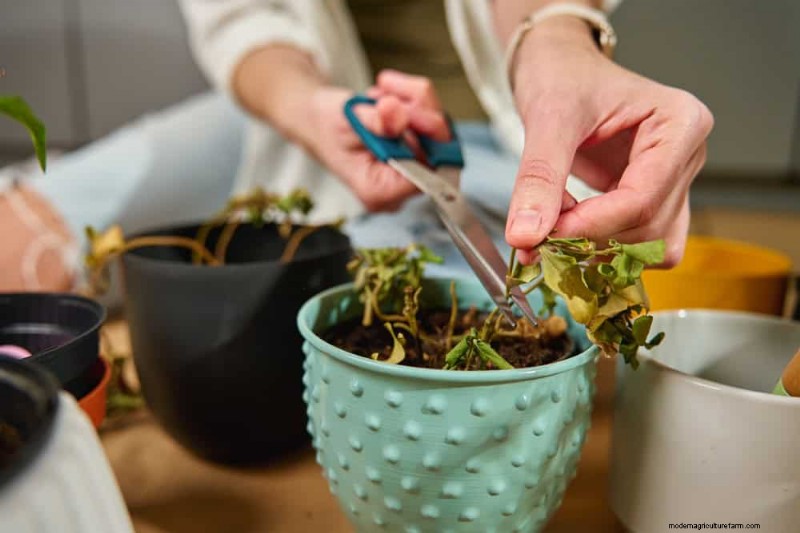 Revive Your Houseplant: A Complete Guide to Plant Rescue
