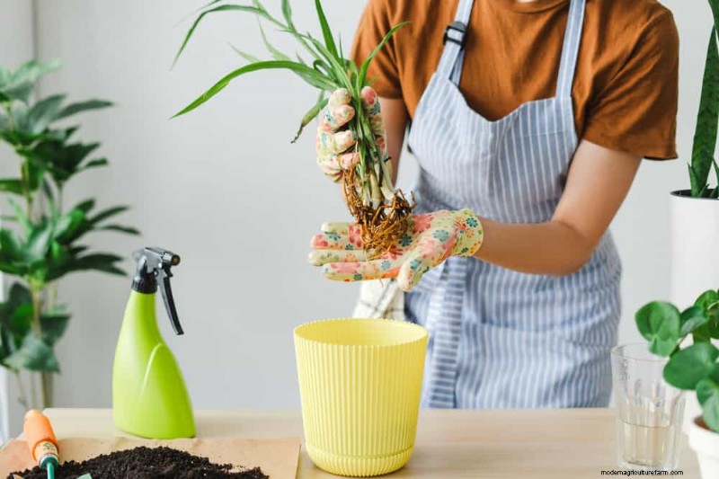 Revive Your Houseplant: A Complete Guide to Plant Rescue