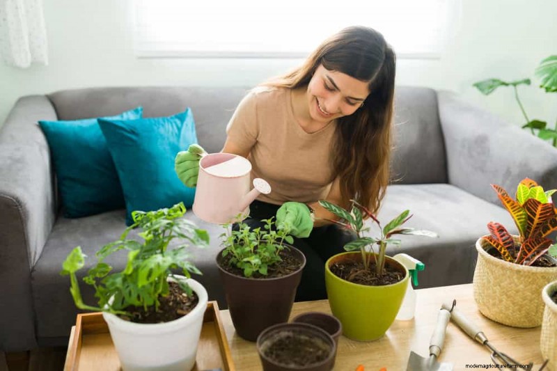 Revive Your Houseplant: A Complete Guide to Plant Rescue