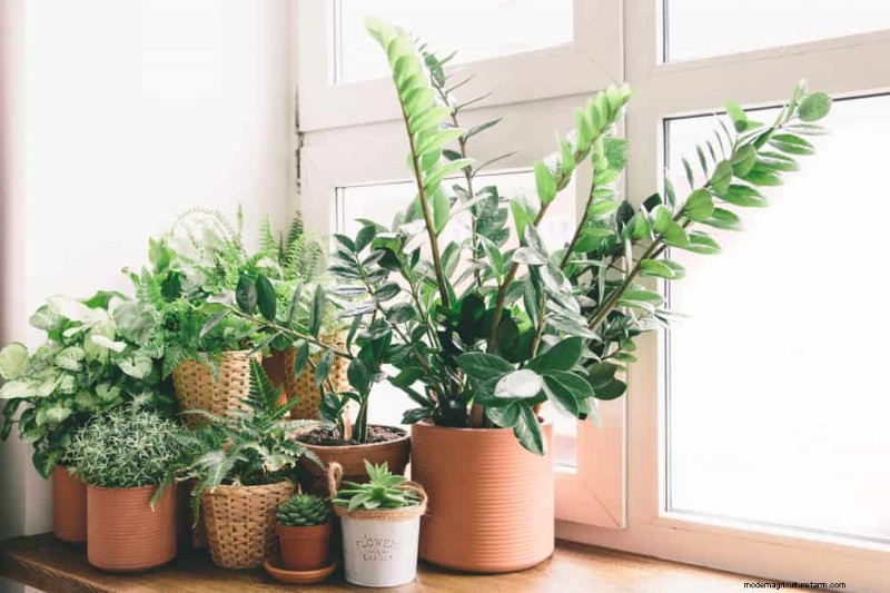 Revive Your Houseplant: A Complete Guide to Plant Rescue
