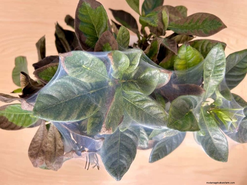 Revive Your Houseplant: A Complete Guide to Plant Rescue