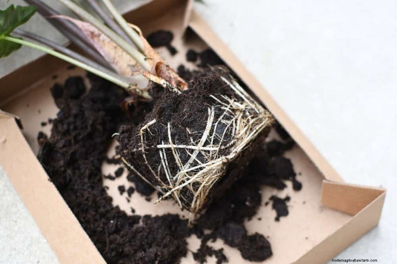 Revive Your Houseplant: A Complete Guide to Plant Rescue