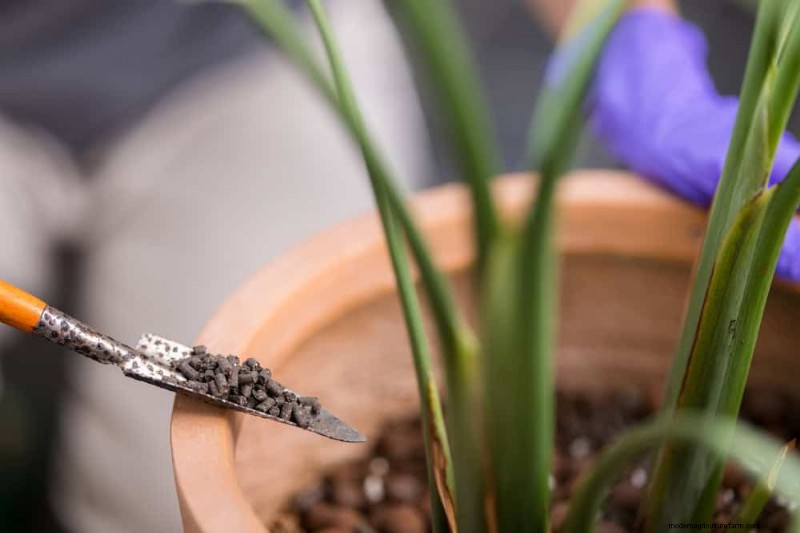 Revive Your Houseplant: A Complete Guide to Plant Rescue