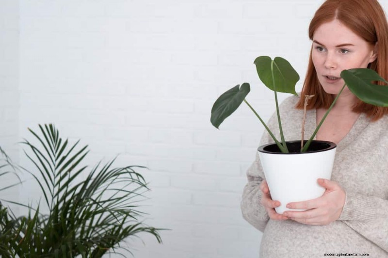 Revive Your Houseplant: A Complete Guide to Plant Rescue