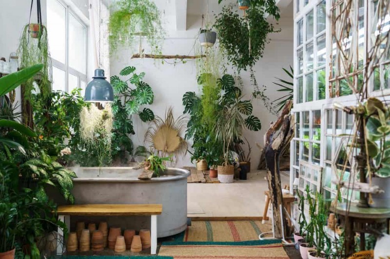 Revive Your Houseplant: A Complete Guide to Plant Rescue