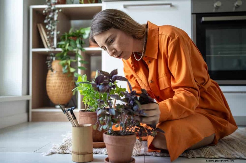 Revive Your Houseplant: A Complete Guide to Plant Rescue
