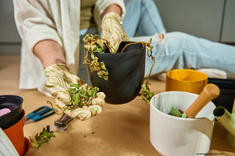 Revive Your Houseplant: A Complete Guide to Plant Rescue
