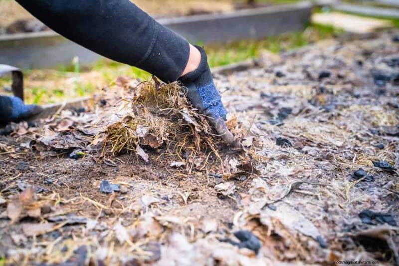 Winter-Damaged Garden Beds: 11 Repair & Restoration Tips