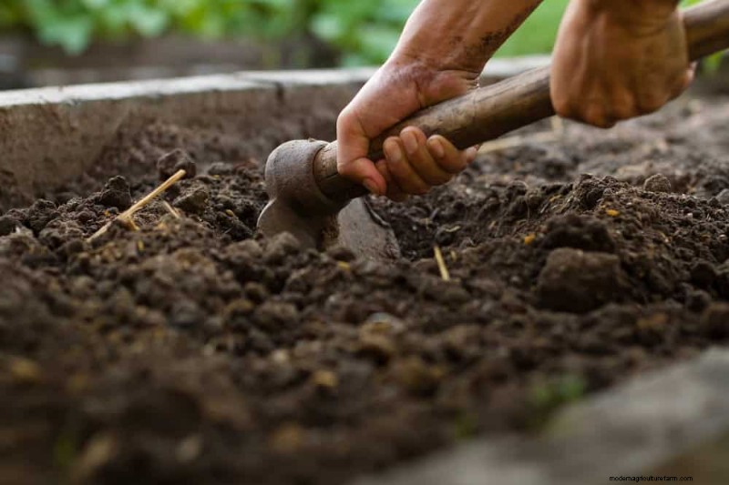 Winter-Damaged Garden Beds: 11 Repair & Restoration Tips