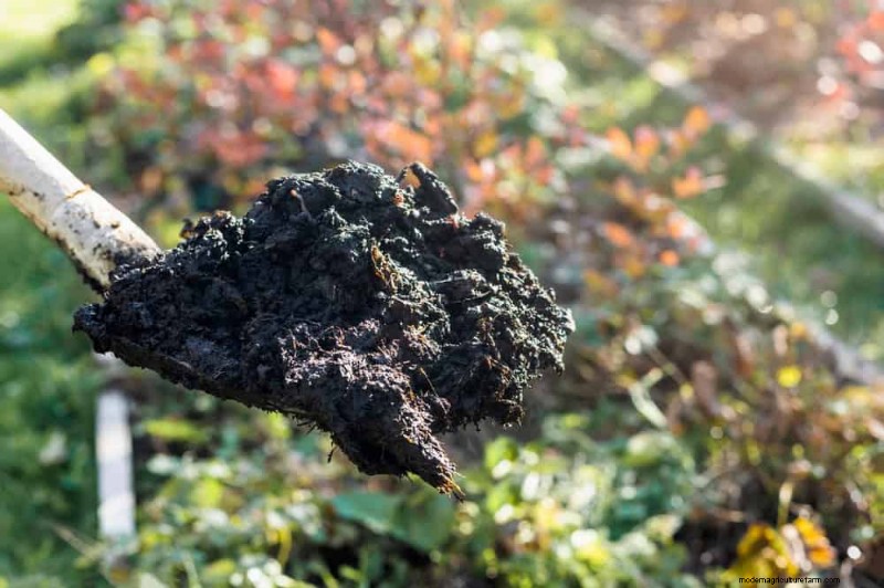 Winter-Damaged Garden Beds: 11 Repair & Restoration Tips