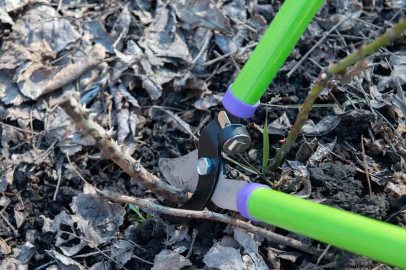 Winter-Damaged Garden Beds: 11 Repair & Restoration Tips