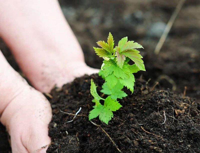 Winter-Damaged Garden Beds: 11 Repair & Restoration Tips