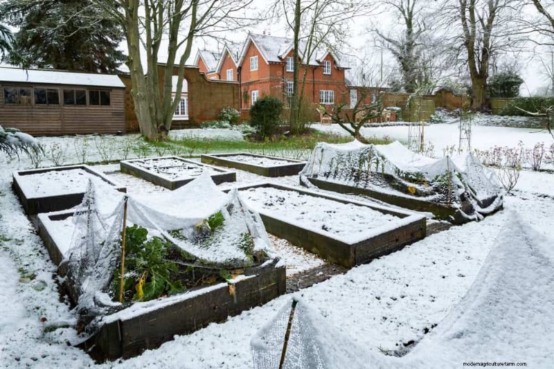 Winter-Damaged Garden Beds: 11 Repair & Restoration Tips
