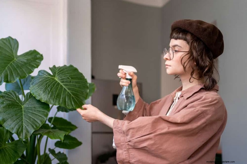 Fast-Growing Houseplants: Bring Instant Greenery to Your Home