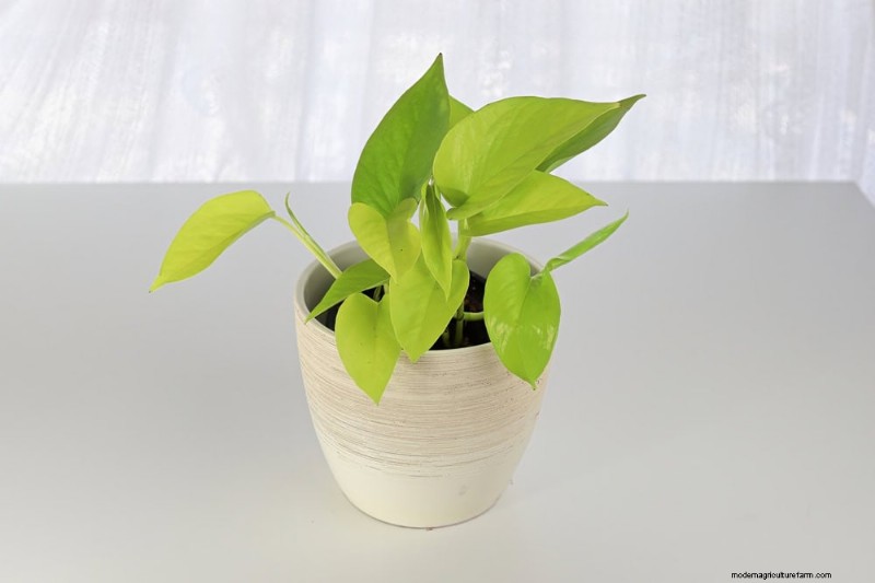 Fast-Growing Houseplants: Bring Instant Greenery to Your Home