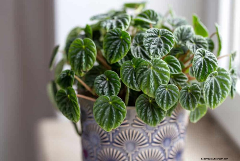 Fast-Growing Houseplants: Bring Instant Greenery to Your Home