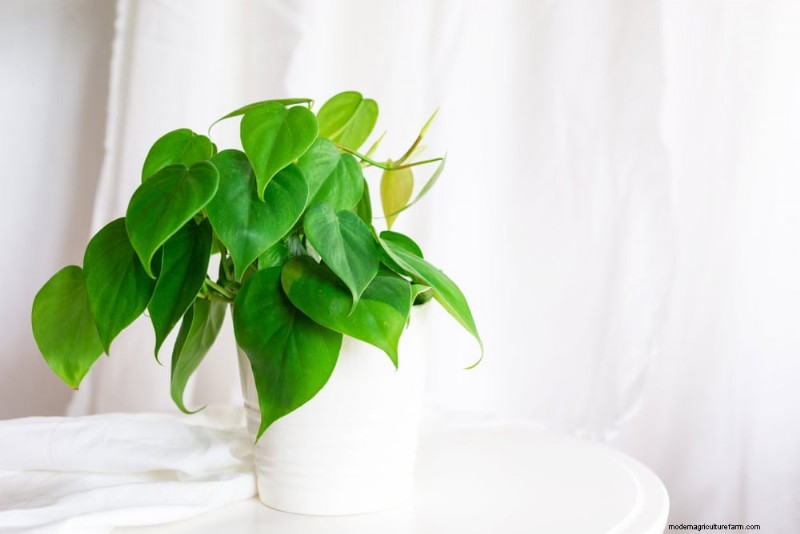 Fast-Growing Houseplants: Bring Instant Greenery to Your Home