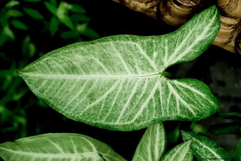 Fast-Growing Houseplants: Bring Instant Greenery to Your Home