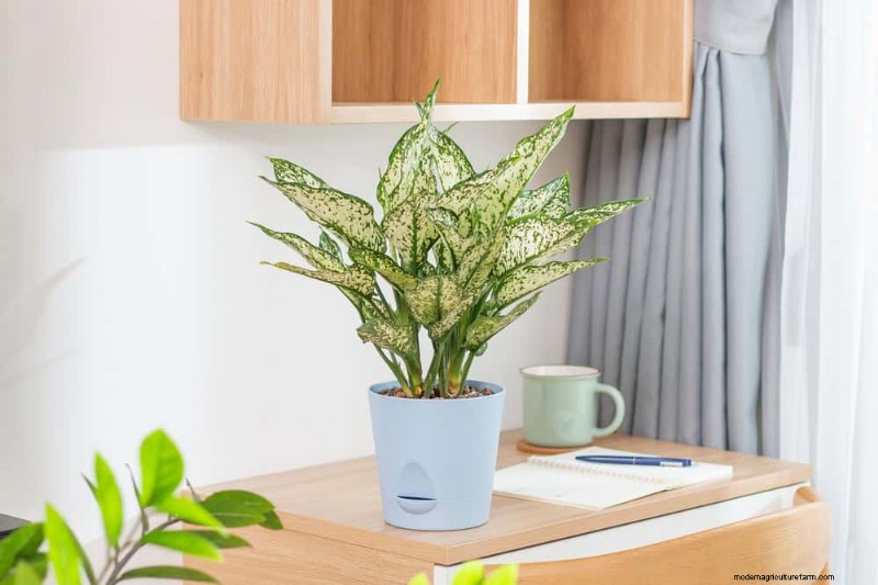 Fast-Growing Houseplants: Bring Instant Greenery to Your Home
