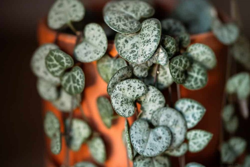 Fast-Growing Houseplants: Bring Instant Greenery to Your Home