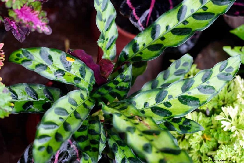 Fast-Growing Houseplants: Bring Instant Greenery to Your Home