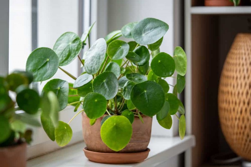 Fast-Growing Houseplants: Bring Instant Greenery to Your Home