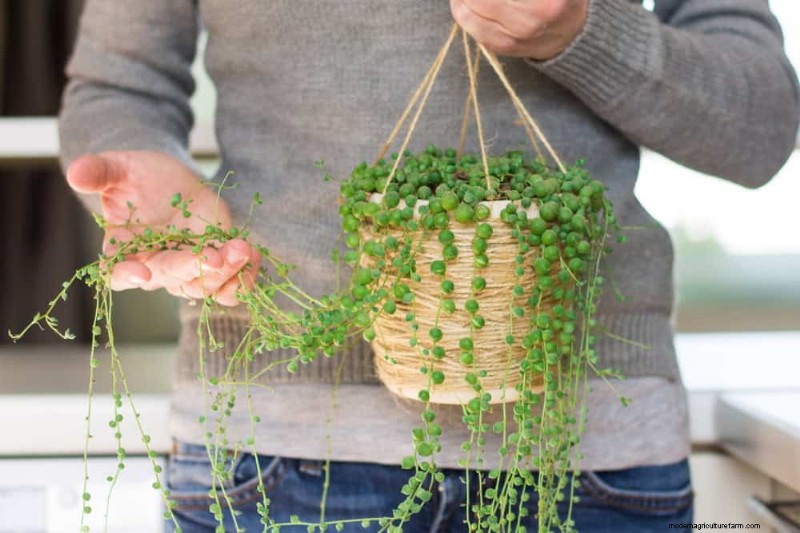 Fast-Growing Houseplants: Bring Instant Greenery to Your Home