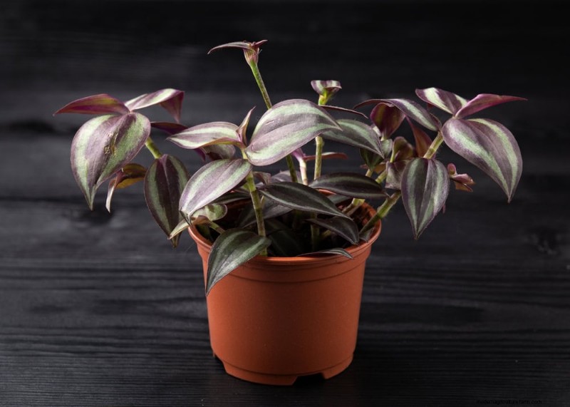 Fast-Growing Houseplants: Bring Instant Greenery to Your Home