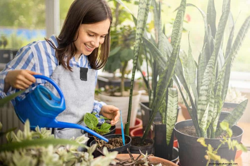 Fast-Growing Houseplants: Bring Instant Greenery to Your Home