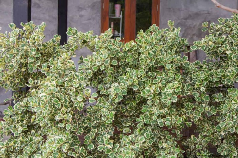 Best Shrubs for Privacy: Create a Beautiful Living Fence