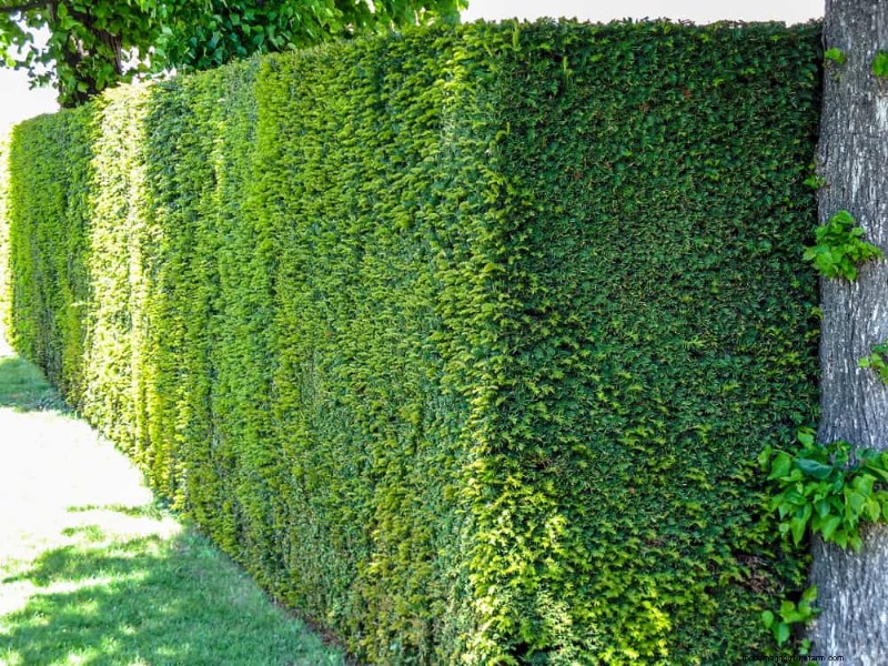 Best Shrubs for Privacy: Create a Beautiful Living Fence