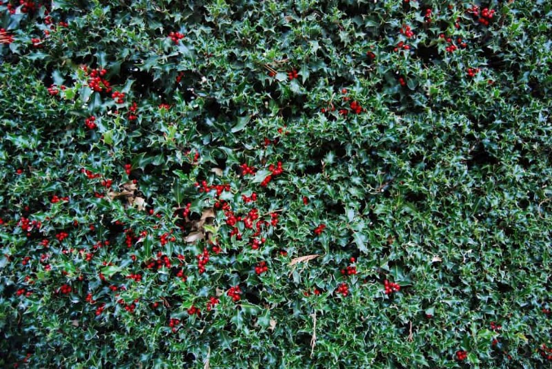 Best Shrubs for Privacy: Create a Beautiful Living Fence