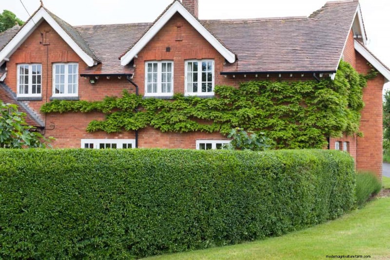 Best Shrubs for Privacy: Create a Beautiful Living Fence