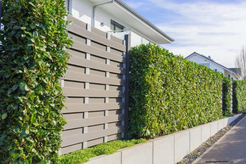 Best Shrubs for Privacy: Create a Beautiful Living Fence