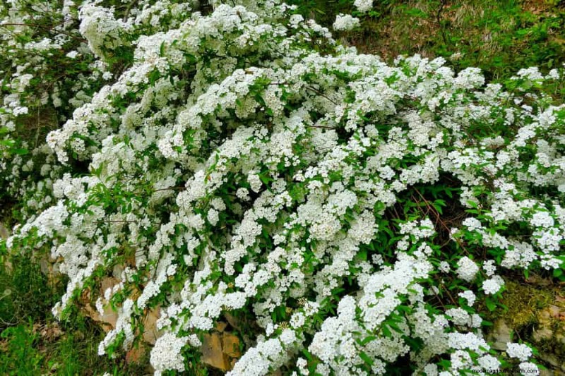 Best Shrubs for Privacy: Create a Beautiful Living Fence