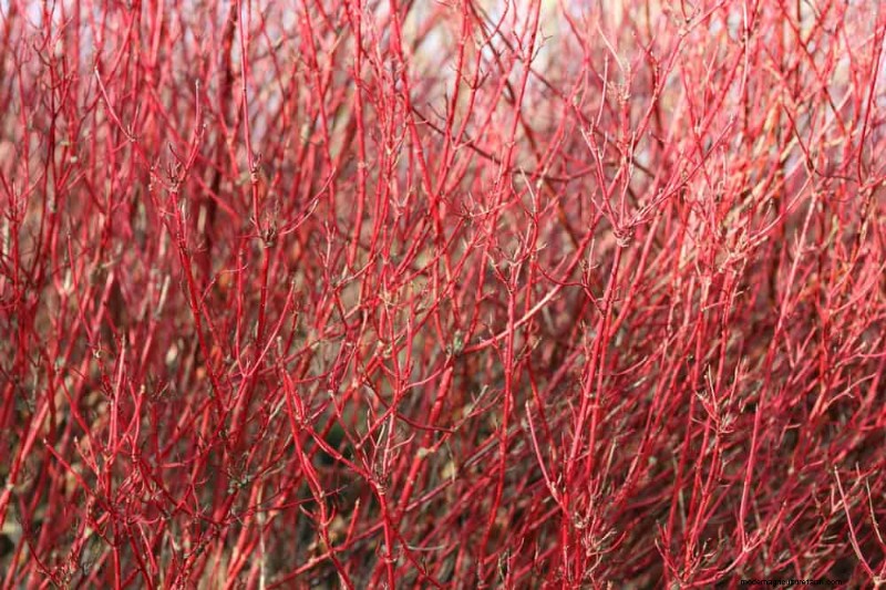 Best Shrubs for Privacy: Create a Beautiful Living Fence