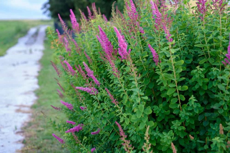 Best Shrubs for Privacy: Create a Beautiful Living Fence