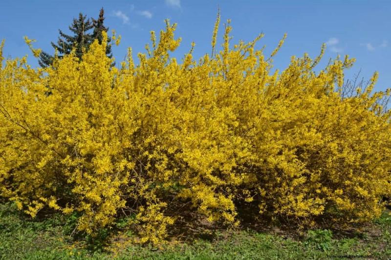 Best Shrubs for Privacy: Create a Beautiful Living Fence