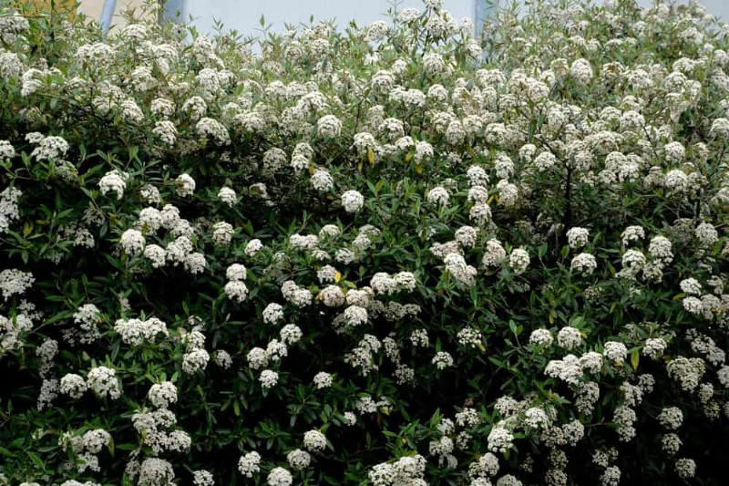 Best Shrubs for Privacy: Create a Beautiful Living Fence