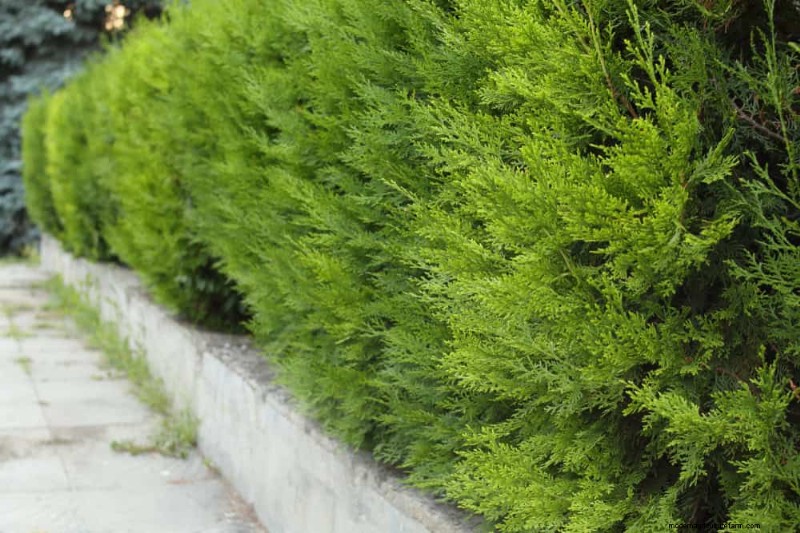 Best Shrubs for Privacy: Create a Beautiful Living Fence