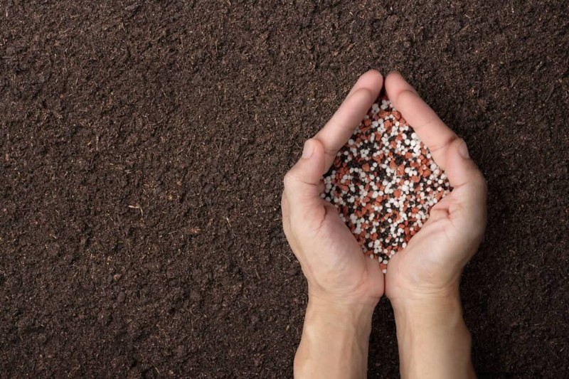 Winter Plant Fertilizing: Essential Tips for Thriving Greenery
