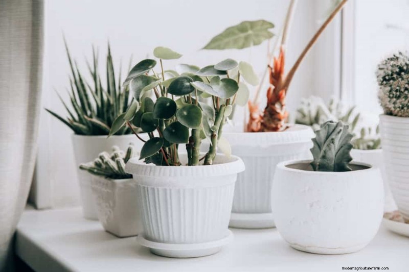 Winter Plant Fertilizing: Essential Tips for Thriving Greenery