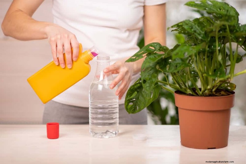 Winter Plant Fertilizing: Essential Tips for Thriving Greenery