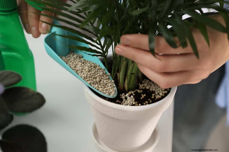 Winter Plant Fertilizing: Essential Tips for Thriving Greenery