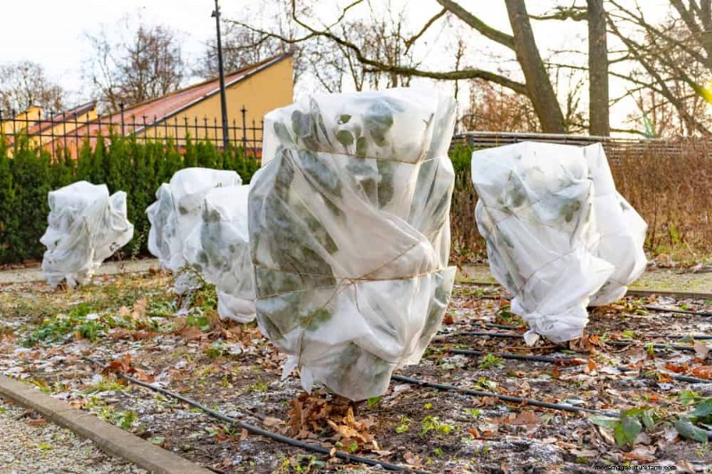 Winter Plant Fertilizing: Essential Tips for Thriving Greenery