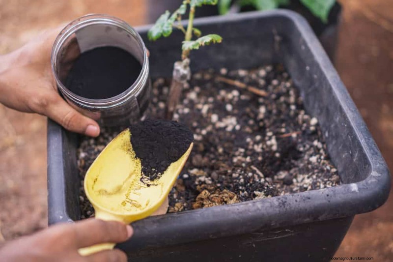 Winter Plant Fertilizing: Essential Tips for Thriving Greenery