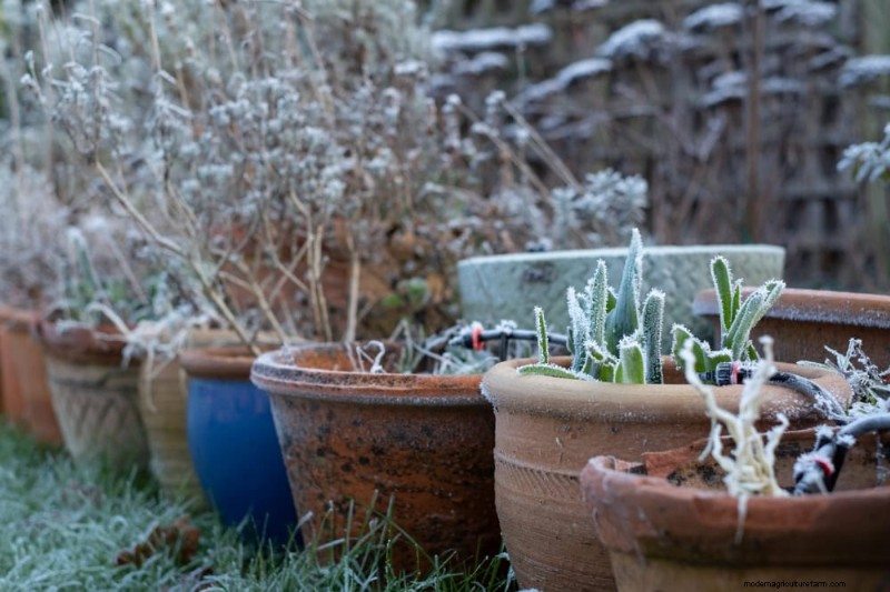 Winter Plant Fertilizing: Essential Tips for Thriving Greenery